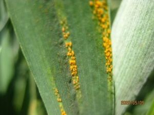 The leaf has stripes of rust spores on it