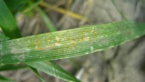 Type 3 reaction on a leaf where the spores are just barely showing