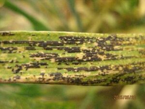 About 75% of the leaf is covered in black spores indicating a very severe reaction