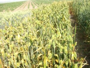 Field of wheat with most leaves showing spores of stripe rust