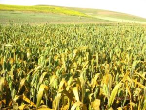 The plants in the field have turned orange from the amount of spores on them