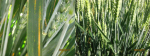 Two pictures, one shows a wheat leaf under type 5 reaction stripe rust with stripes of orange spore and the right shows wheat plants that are completely green