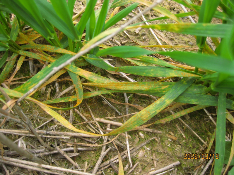 Plants with orange spores exhibiting necrosis on their leaves