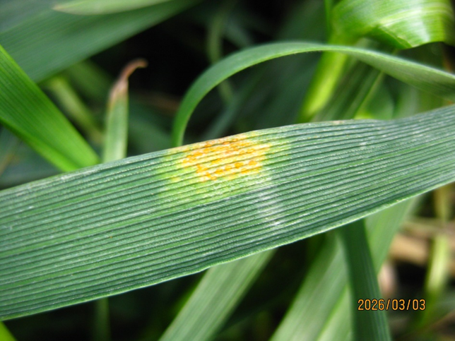 A spot of rust spores surrounded by necrotic tissue on a wheat leave