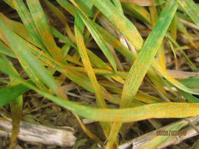 100% of the leaves on this wheat are covered in rust spores