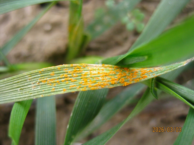 A single wheat leave completely covered in rust spores