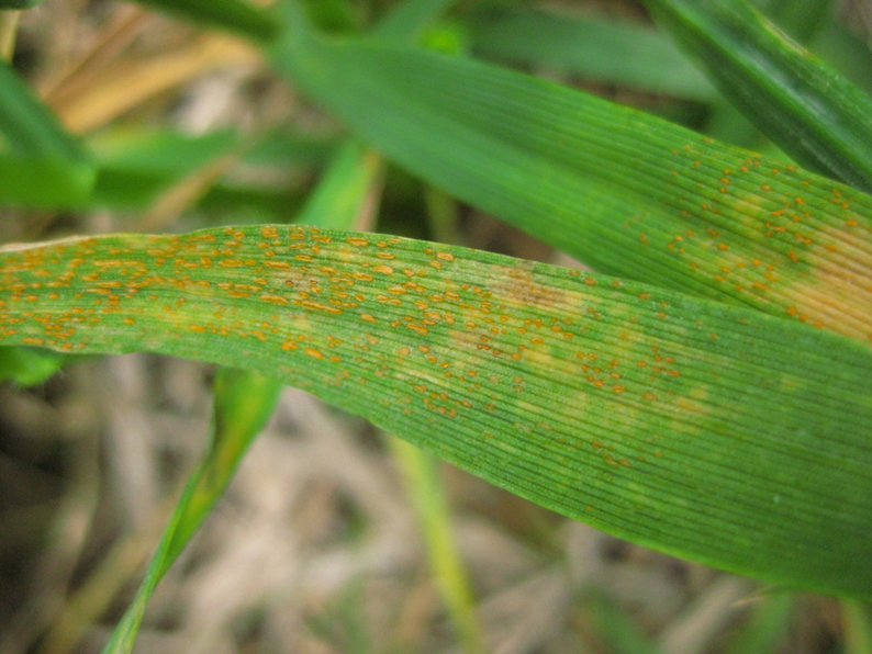 Rust spores on wheat leaves with no necrosis