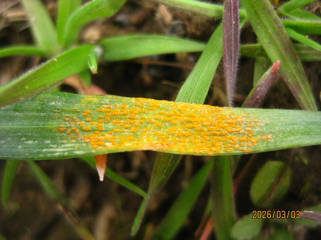 Another Wheat leaf covered in rust spores highlighting the impact that rust will have this year