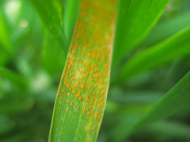 A tip of a wheat leaf with rust spores and no necrosis
