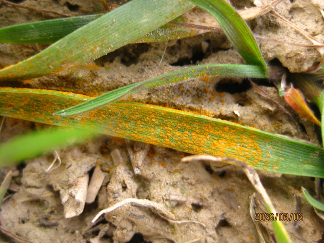 A wheat life completely covered in orange rust spores