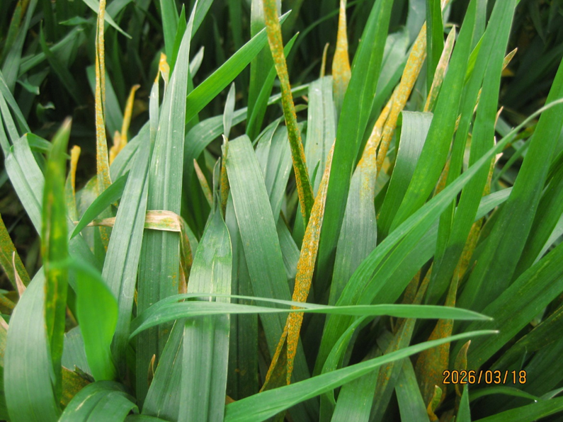 Tips of the wheat leaves are covered in spores