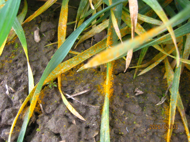 Tips of wheat leaves covered in orange spores