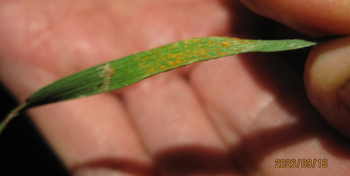 Many plants covered in orange spores showing severe infection rates