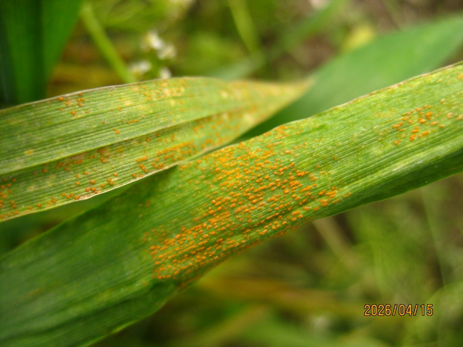 Stripe rust on wheat with no necrosis