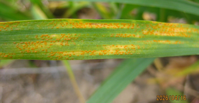 Wheat with stripes of orange pustules surrounded by yellowing tissue showing a potentially 5 reaction