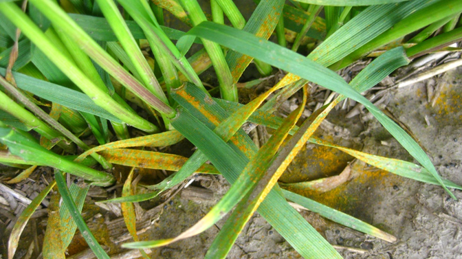 Enough rust spores on these plants that the soil is being turned orange