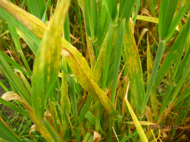 The plants are exhibiting serious rust infections with the leaves dying while covered in orange spores