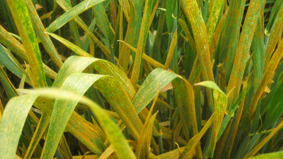 Wheat from an experimental field in Pullman covered in orange stripe rust spores