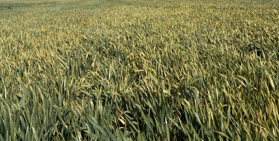 Shows a standard infection of stripe rust with orange spores on the leaves of the wheat