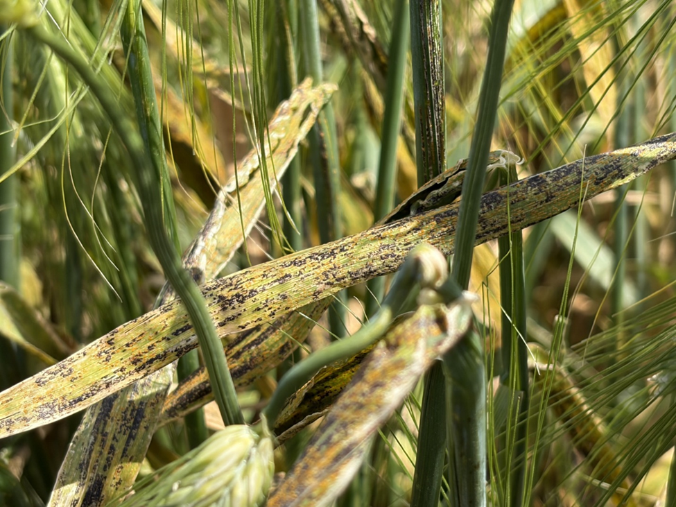 These winter barley are covered in red and block pustules due to stripe rust