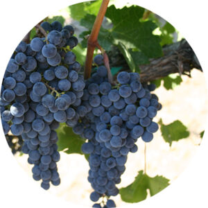 Picture of Pinot noir grape clusters on a grapevine