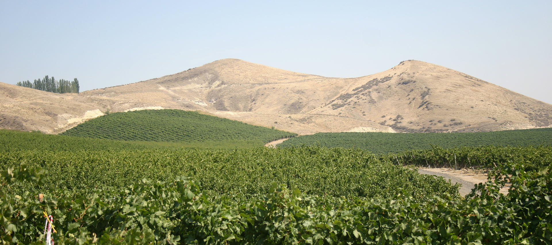 Vineyard with arid hills in background