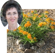scheibnerbutterflyweed183x175