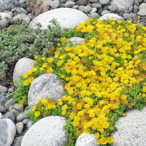 native plants
