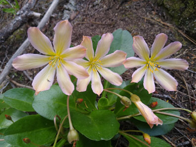 Pinkish-yellow flowers with wide green leaves