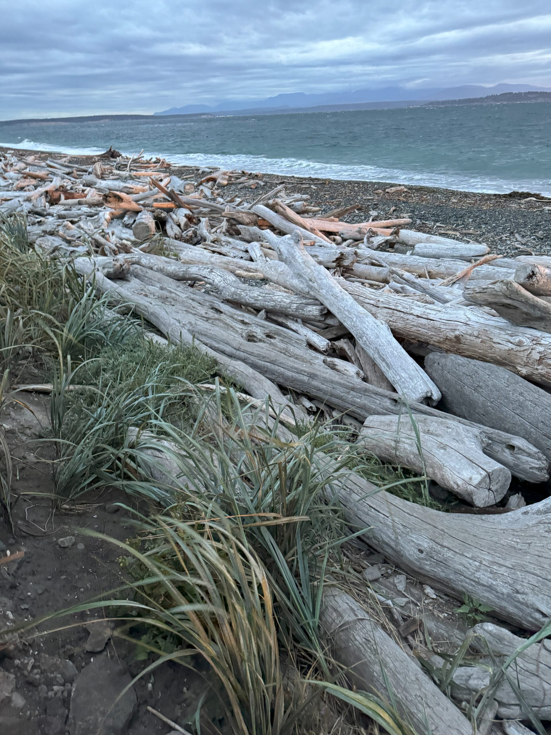 driftwood on a pebble beach