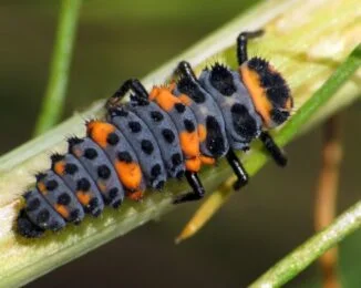 Close up view of orange, grey and black Lady Bug Larva