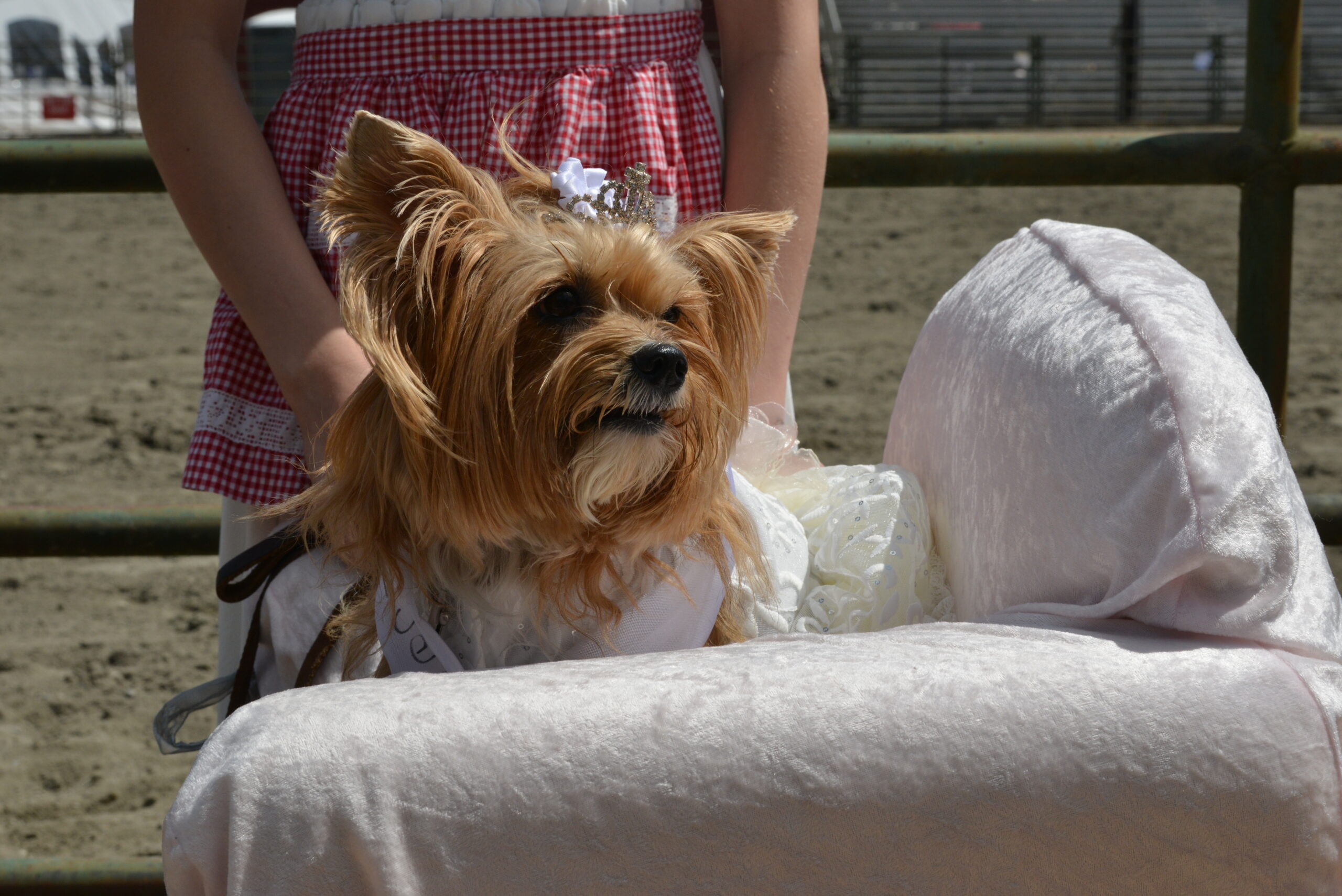 4-H member holding their small dog for the costume class at the 2025 Whidbey Island Fair.