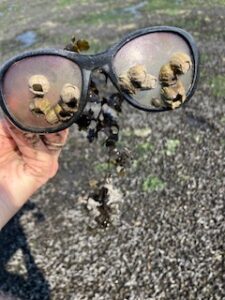 Image of beach litter with barnacle covered sunglasses