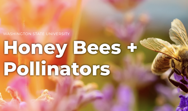 Honey Bees plus Pollinators imagery