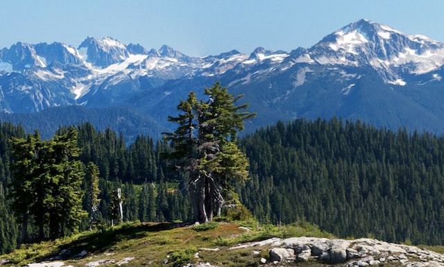 Image from the School of the Environment website