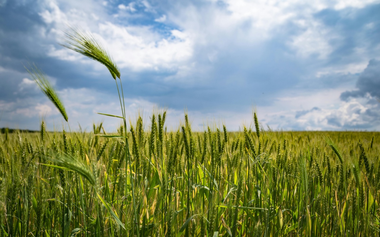 Spring field of wheat