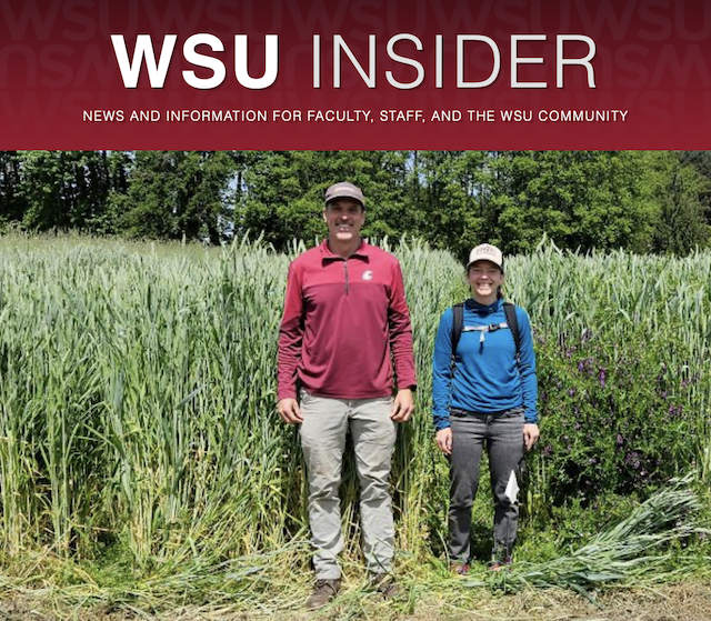WSU researchers in a field of cover crops