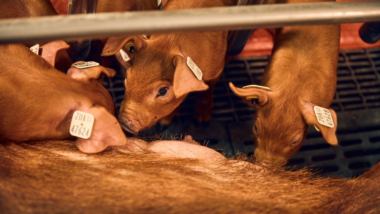 Picture of piglets nursing