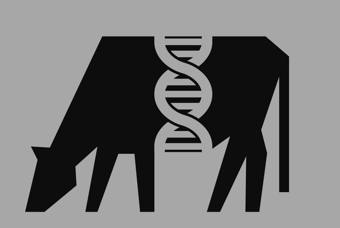 black cow grazing on grey background with DNA strand in the middle of the cow