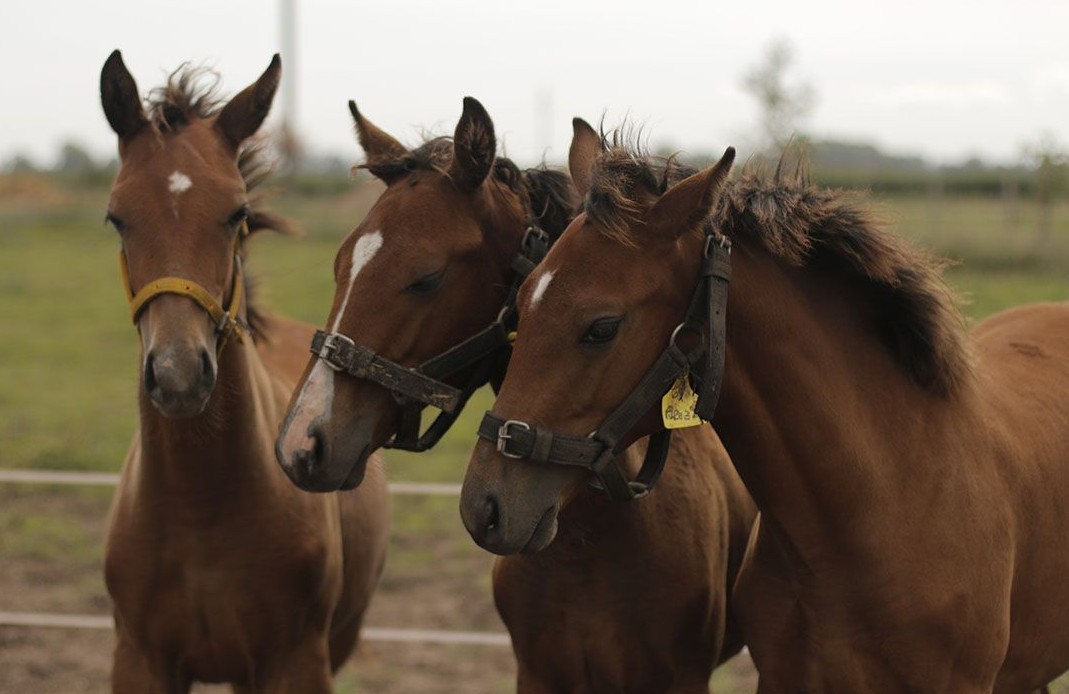 Picture of gene edited polo horses, all brown with white facial markings