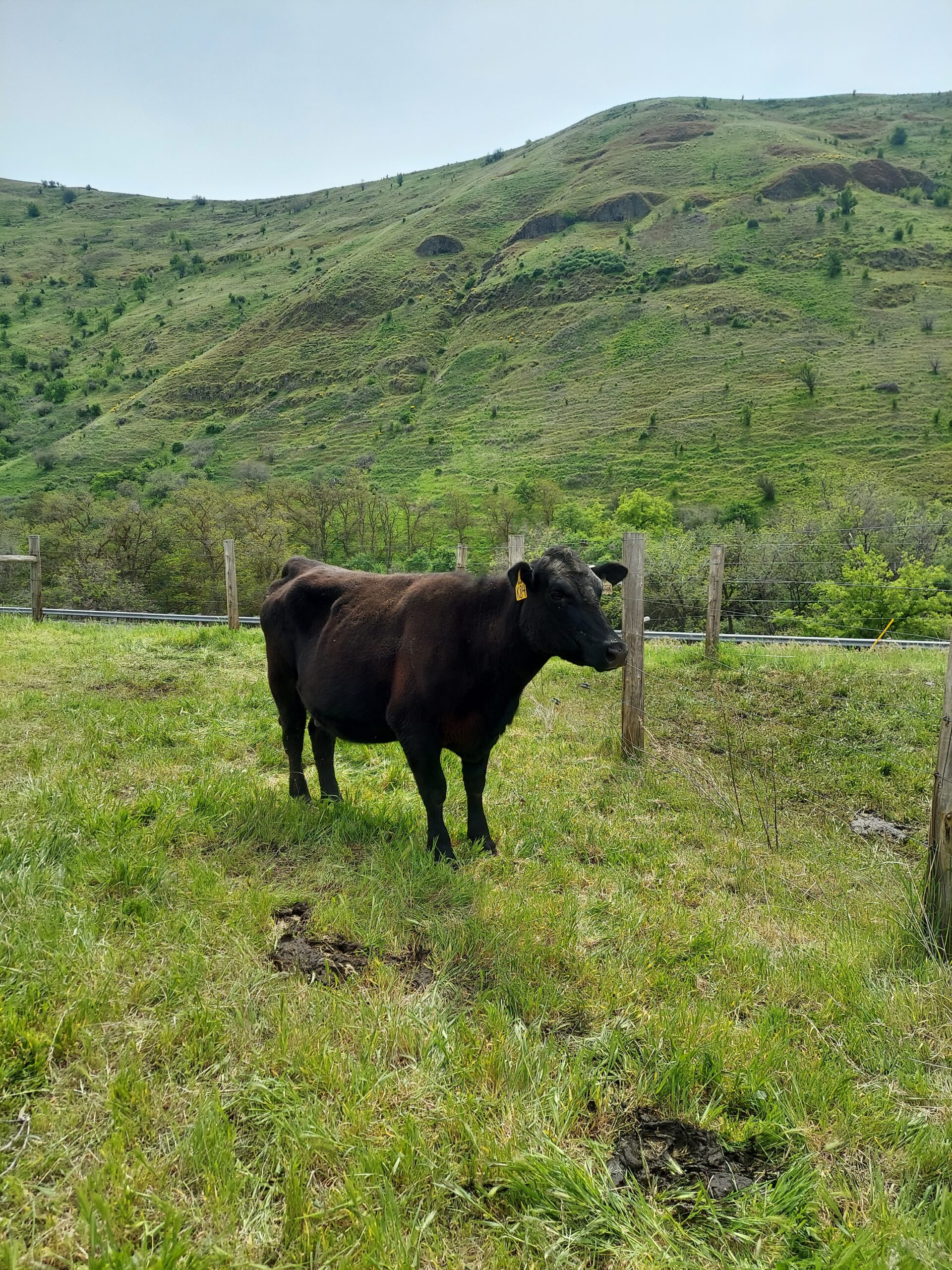 Black Wagyu cow in pasture