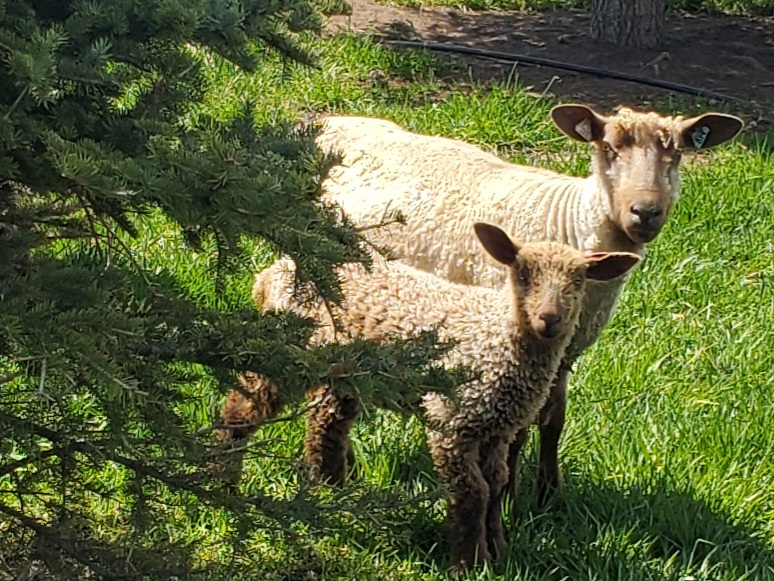 Brown (Moorit) ewe and lamb on pasture