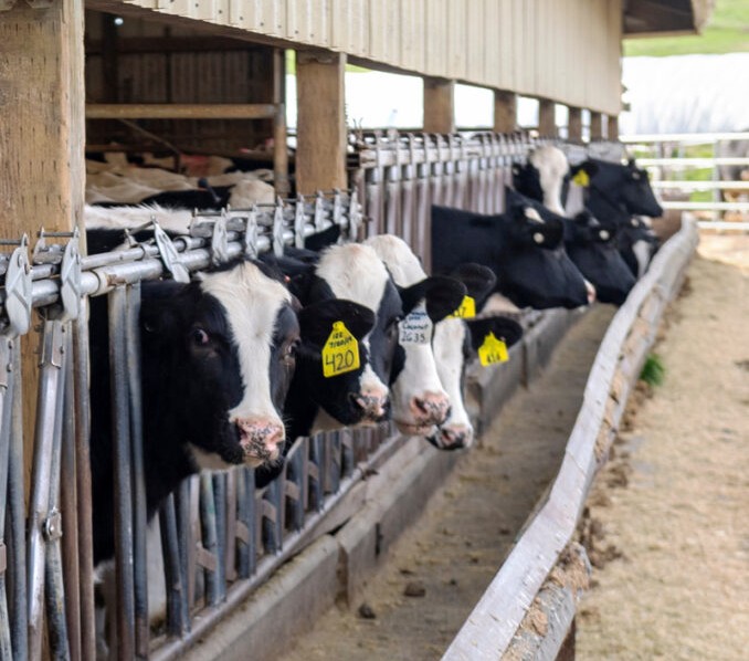 Black and white dairy cows at the feed bunk