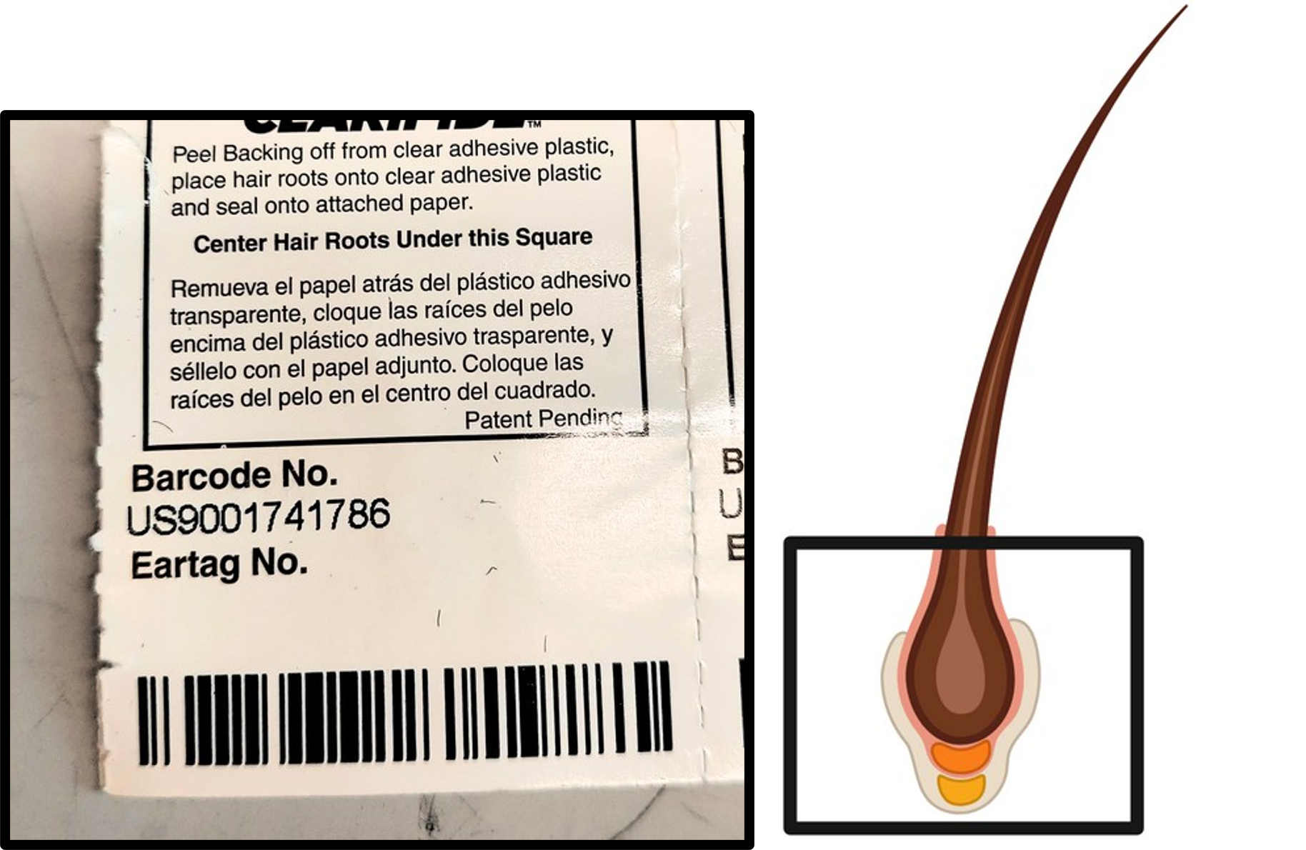 Hair bulb and storage sheet