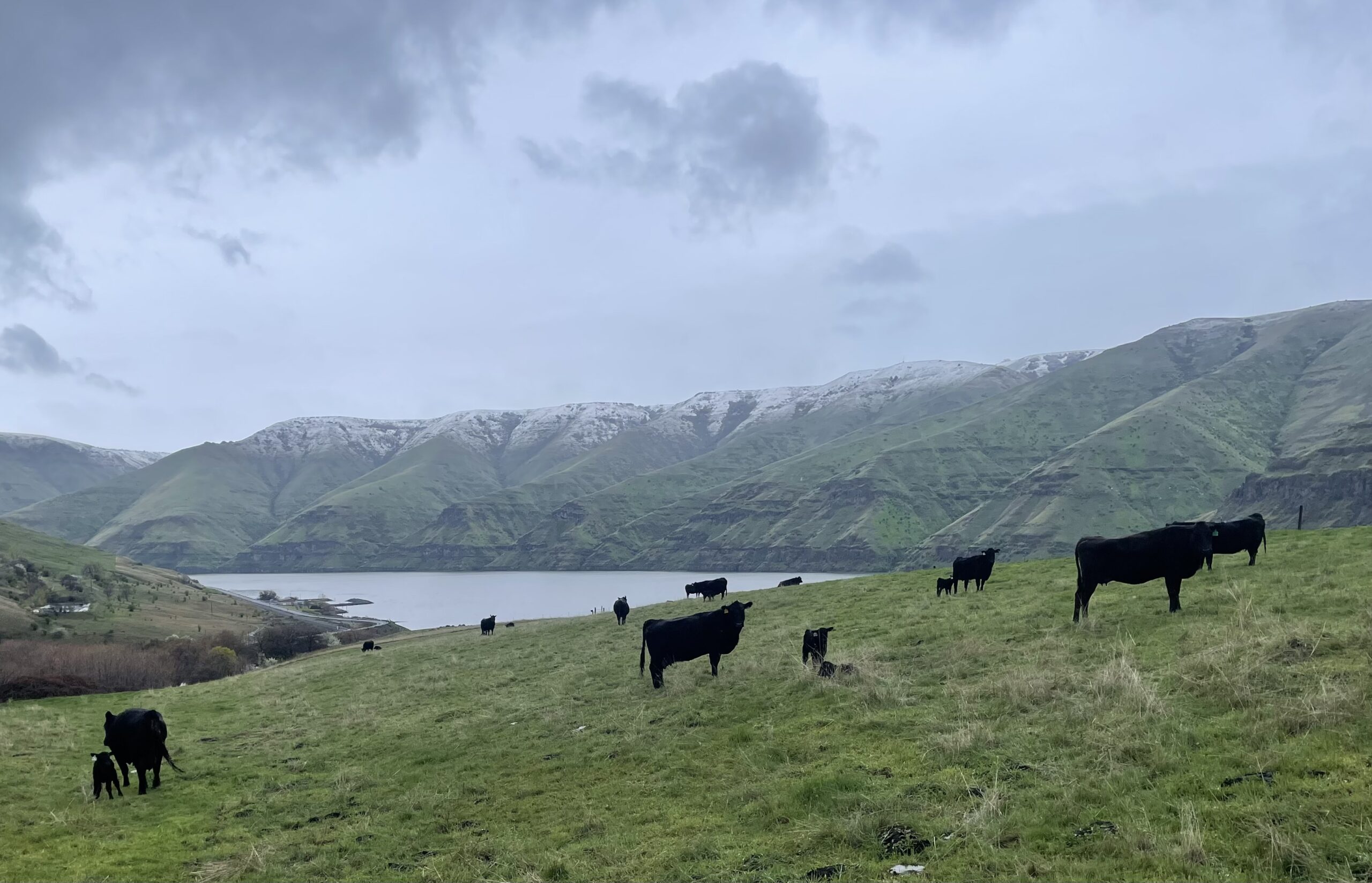 Beef cattle on pasture