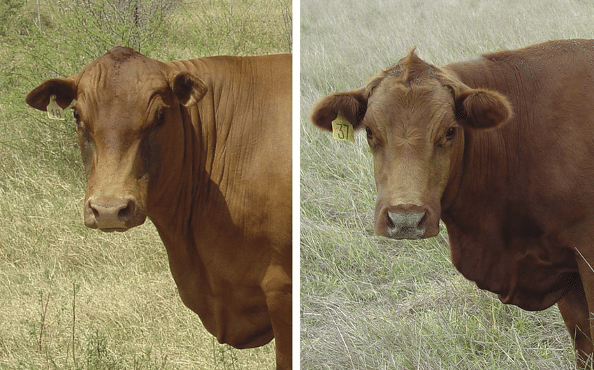 Beef cattle, one with slick coat and one with hairy coat
