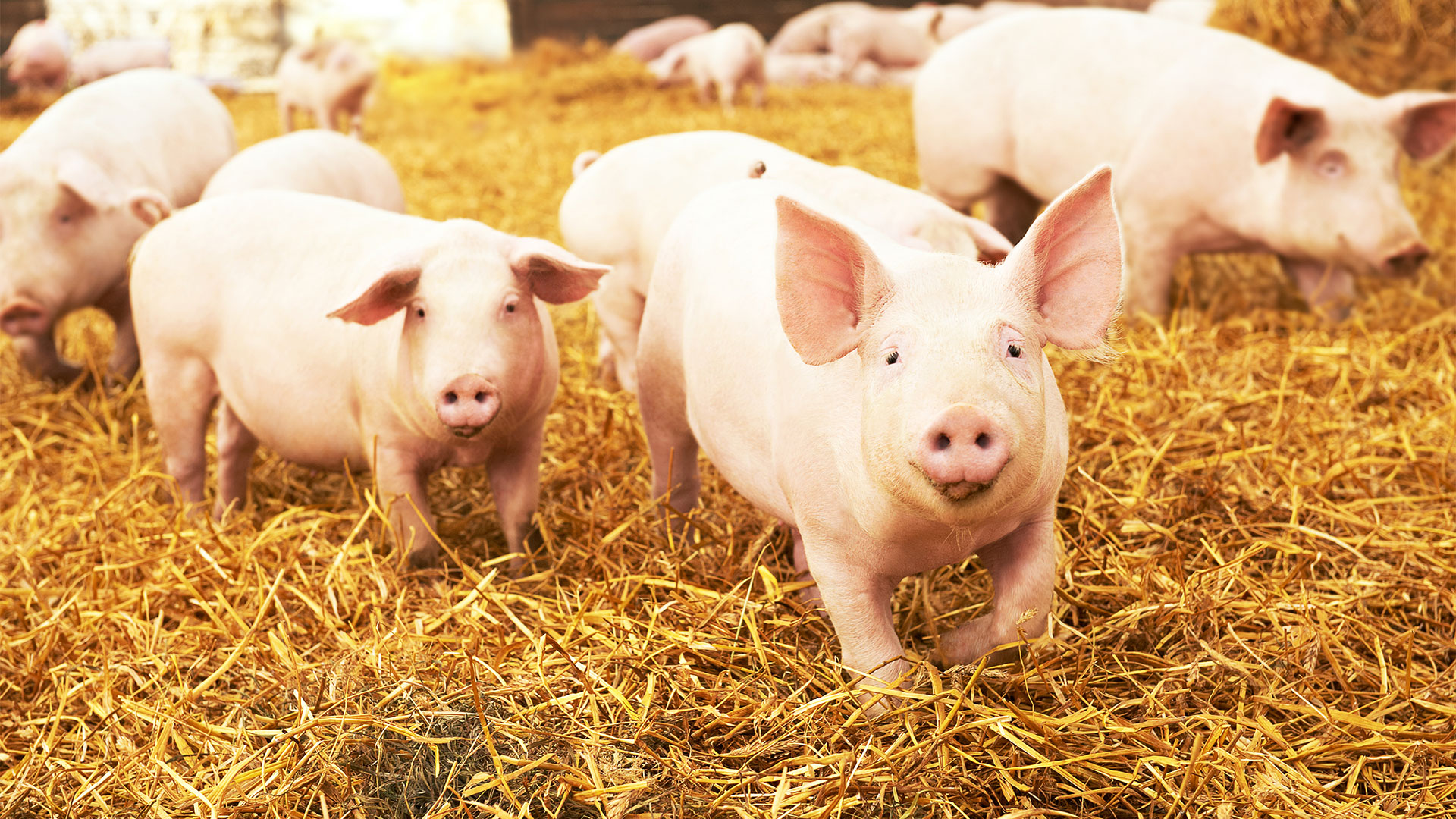Pigs walking toward camera on straw