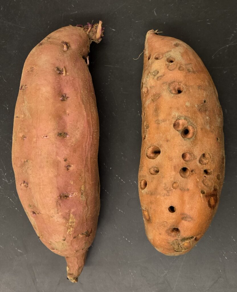 Good quality sweetpotao (left), Insect damaged sweetpotato (right)