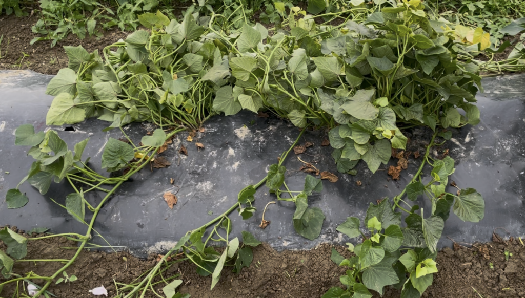 Sweetpotato vines on a mulched bed