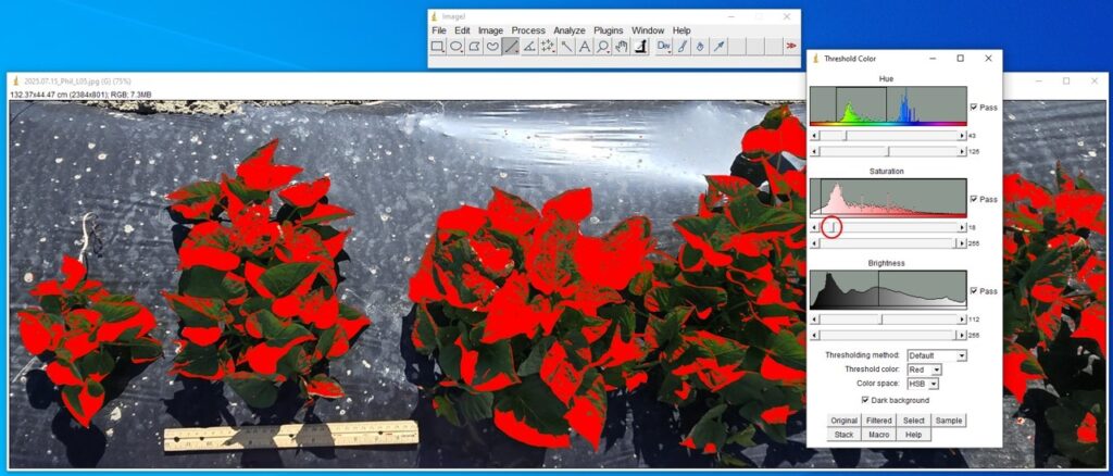 Screenshot of image analysis in the ImageJ software. The first “Saturation” slider is circled and adjusted slightly to exclude the highlights on the mulch, for the image: sweetpotato plants on a mulched bed 